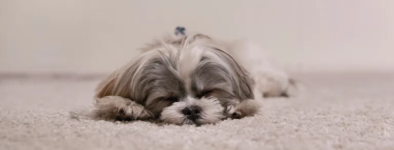 How long should a nap be